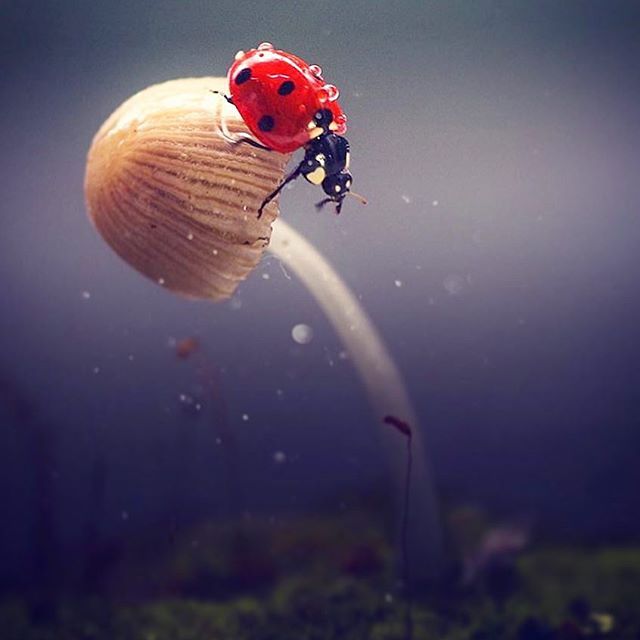 limpoposchool.tilda.ws